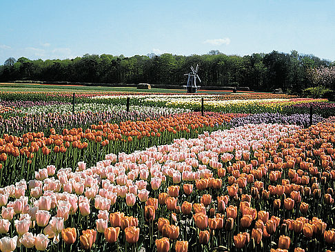  Impressionen Reiseführer  Bunte Tulpenfelder in den Niederlanden