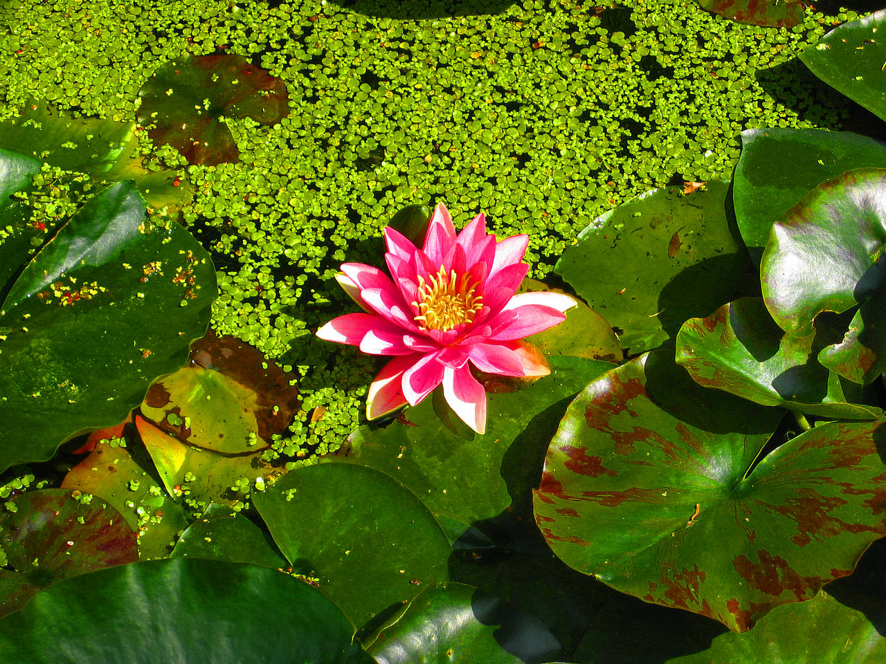 Hortus Botanicus Fotos