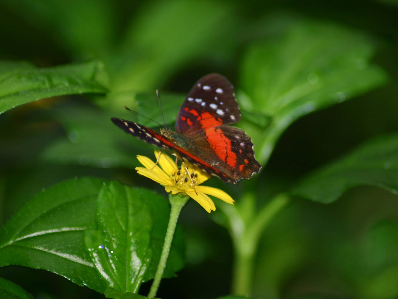 Fotos Hortus Botanicus