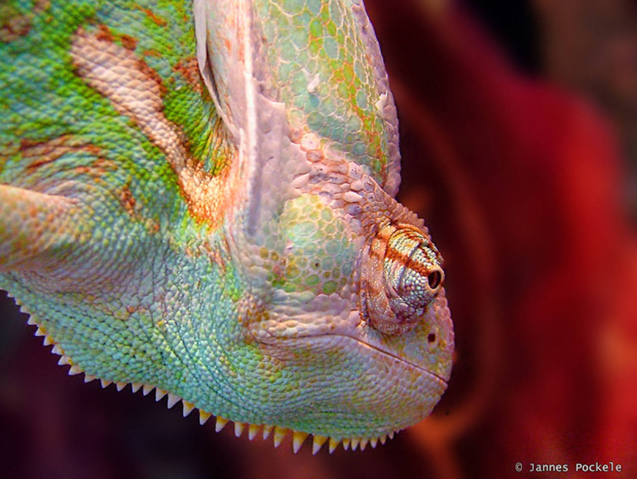 Foto Natura Artis Magistra