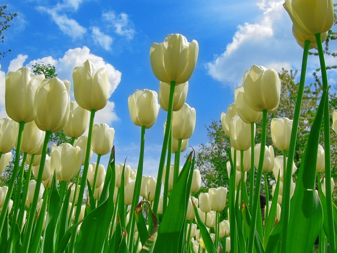 Keukenhof Foto 