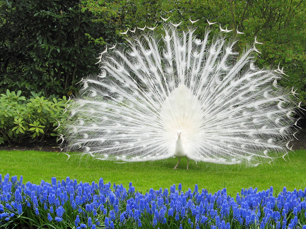 Foto Keukenhof - Lisse