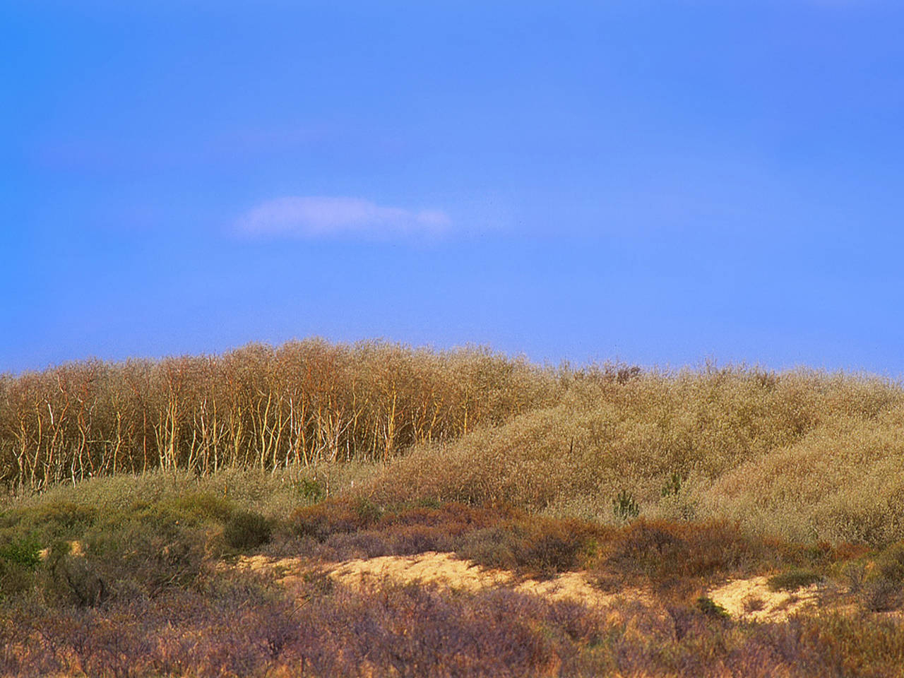 Fotos Nationaalpark Zuid-Kennemerland