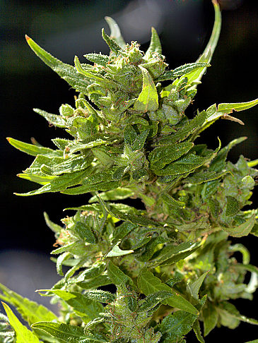 Haschisch Marihuana Museum