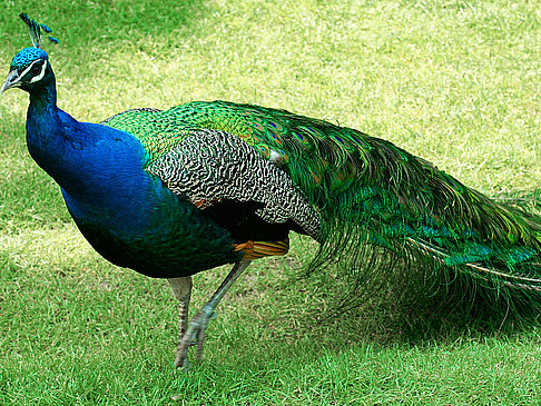 Natura Artis Magistra Foto 