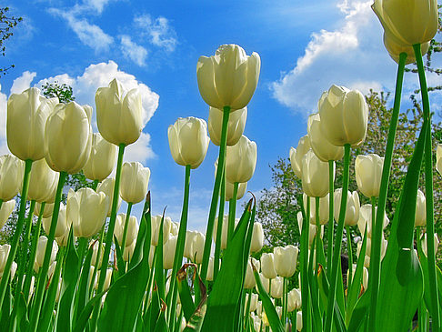 Fotos Keukenhof