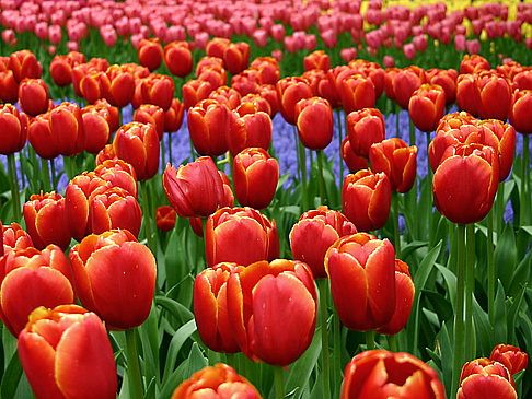 Keukenhof Fotos