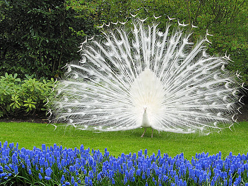 Keukenhof
